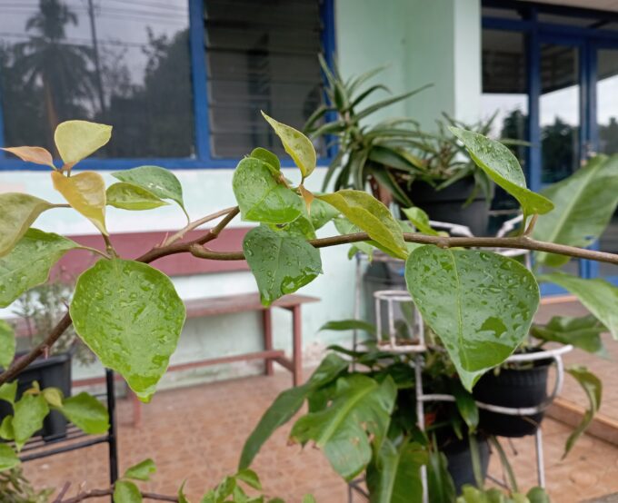 Secercah Hujan di Pagi hari